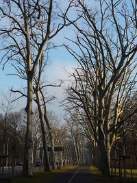 Empty road along bare trees