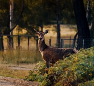 Deer standing on a field
