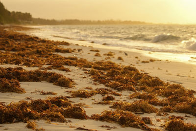 View of washed up seaweed on the beach