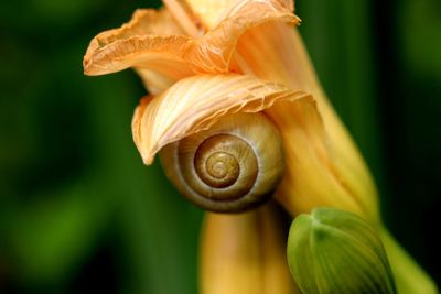 Close-up of snail on plant