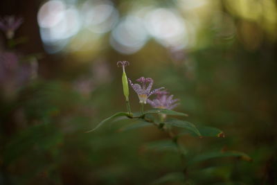 Close-up of plant