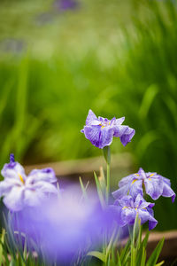 Close-up of purple flowering plant