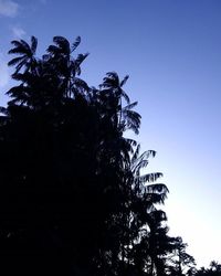 Low angle view of palm trees against blue sky