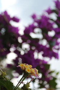 Close-up of flower blooming outdoors