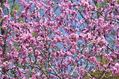 Close-up of cherry blossom tree