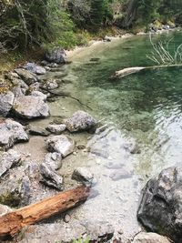 Scenic view of river in forest