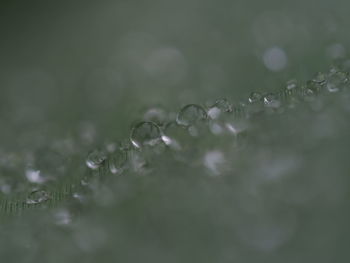 Close-up of water drops on leaf