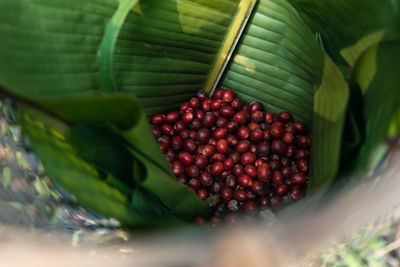 Close-up of strawberries