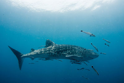 Fish swimming in sea