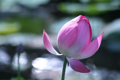 Close-up of pink lotus