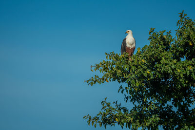 African fish eagle looks down from tree