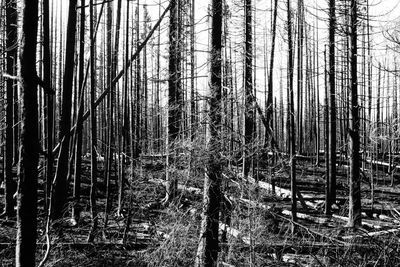 Full frame shot of tree trunks in forest