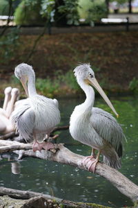 Birds in a lake