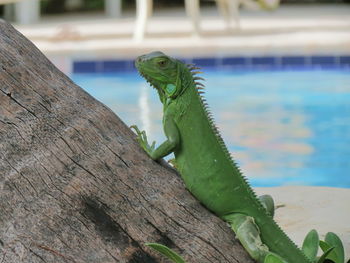 Close-up of chameleon on tree by swimming pool