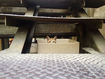 Cat resting on couch