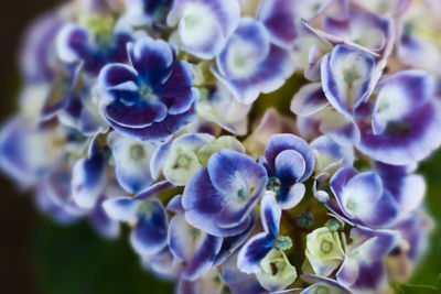 Close-up of purple flowering plant