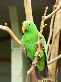 Close-up of parrot perching on branch