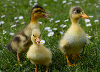 Close-up of ducklings on field