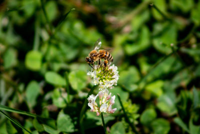 Close-up of bee pollinating on flower