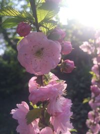 Close-up of pink flowers