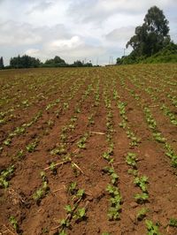 Scenic view of field against sky