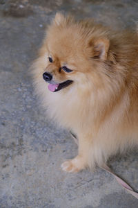 High angle view of a dog looking away