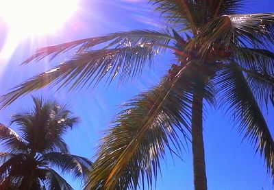 Low angle view of palm trees against blue sky