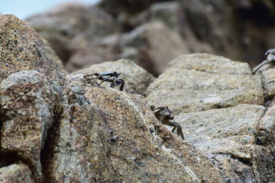 View of lizard on rock