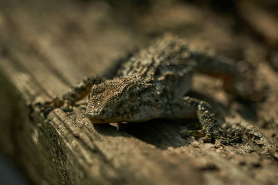 Close-up of lizard on tree