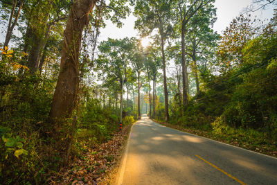 Road amidst trees in forest