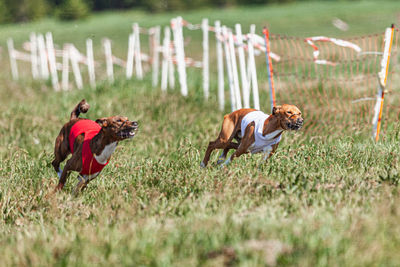 Basenji dogs running in red and white jacket on coursing field