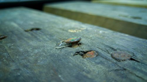 Close-up of insect on wall