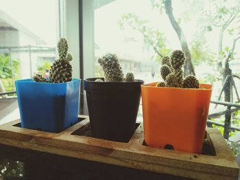 Potted plant on table