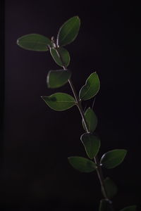 Close-up of plant against black background