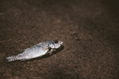 High angle view of dead fish on land