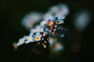 Close-up of white flowering plant