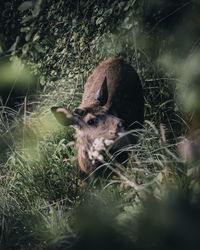 Deer in a field