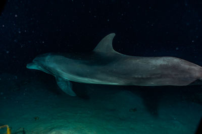 View of fish underwater