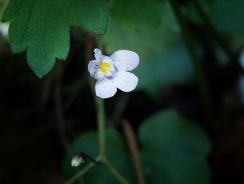 Close-up of white flowers