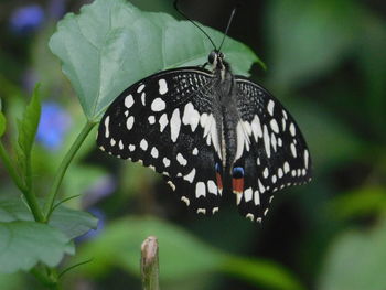 Close-up of butterfly pollinating flower