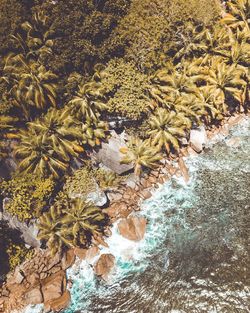 High angle view of flowering plants by rocks