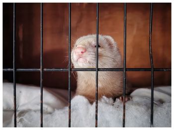 Close-up of a ferret in cage