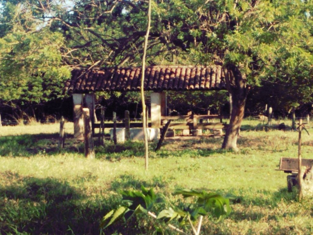 tree, grass, field, growth, plant, green color, nature, built structure, fence, grassy, day, tranquility, outdoors, no people, sunlight, park - man made space, architecture, landscape, front or back yard, rural scene