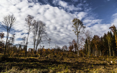 Low angle view of trees on field against sky