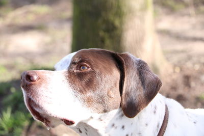 Close-up of a dog looking away