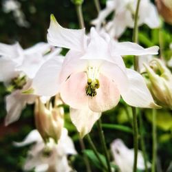 Close-up of white flowering plant