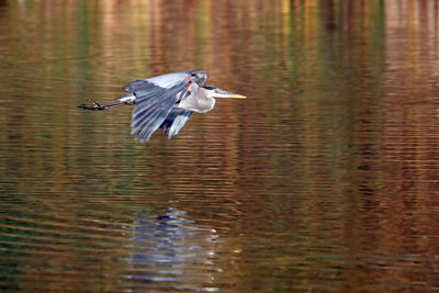 Gray heron flying over lake