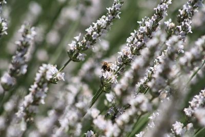 Close-up of flowers