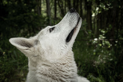 Close-up of a dog looking away