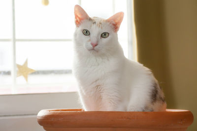 Portrait of white cat